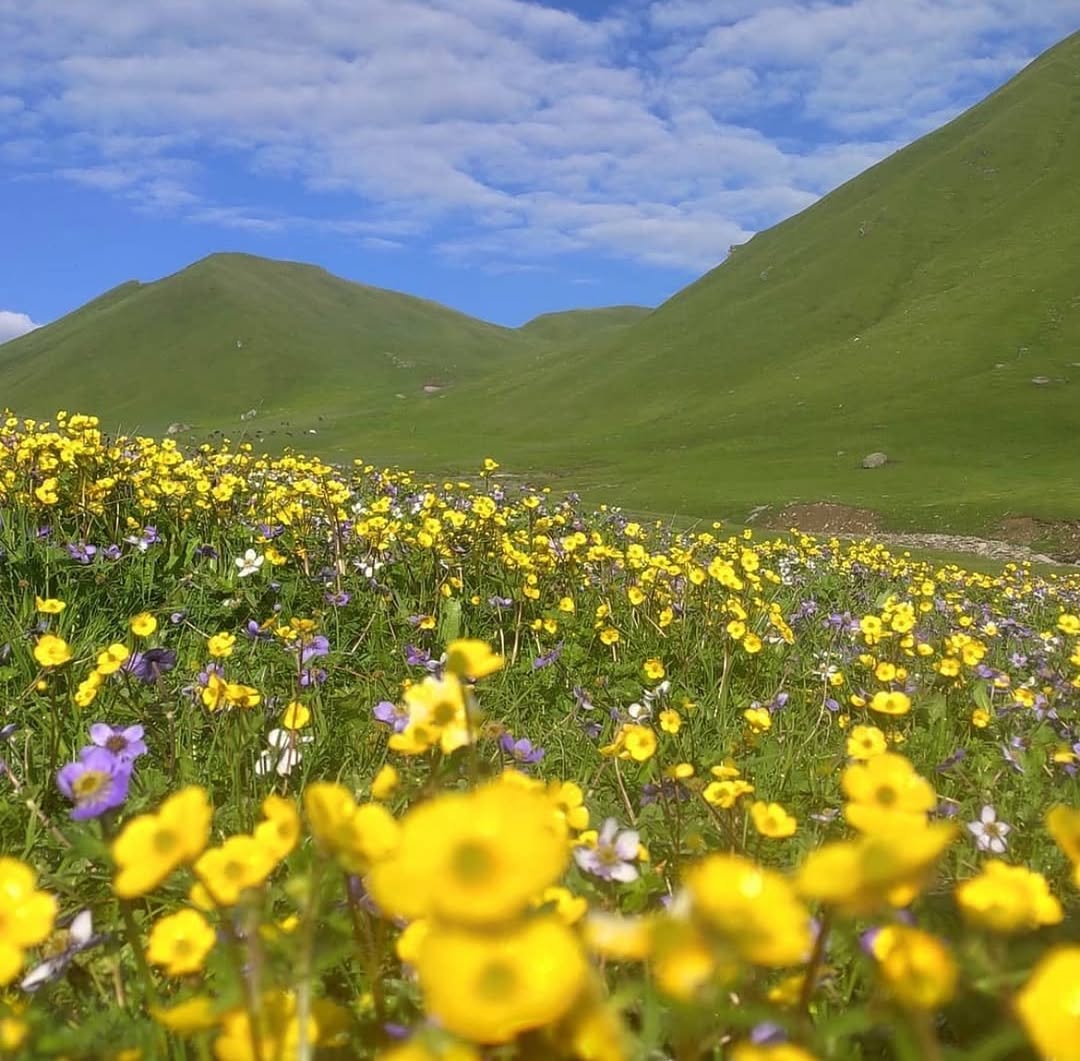 Dayara bugyal trek Oct November Book your dayara bugyal trek Dm inbox.dayarabugyaltrek utt