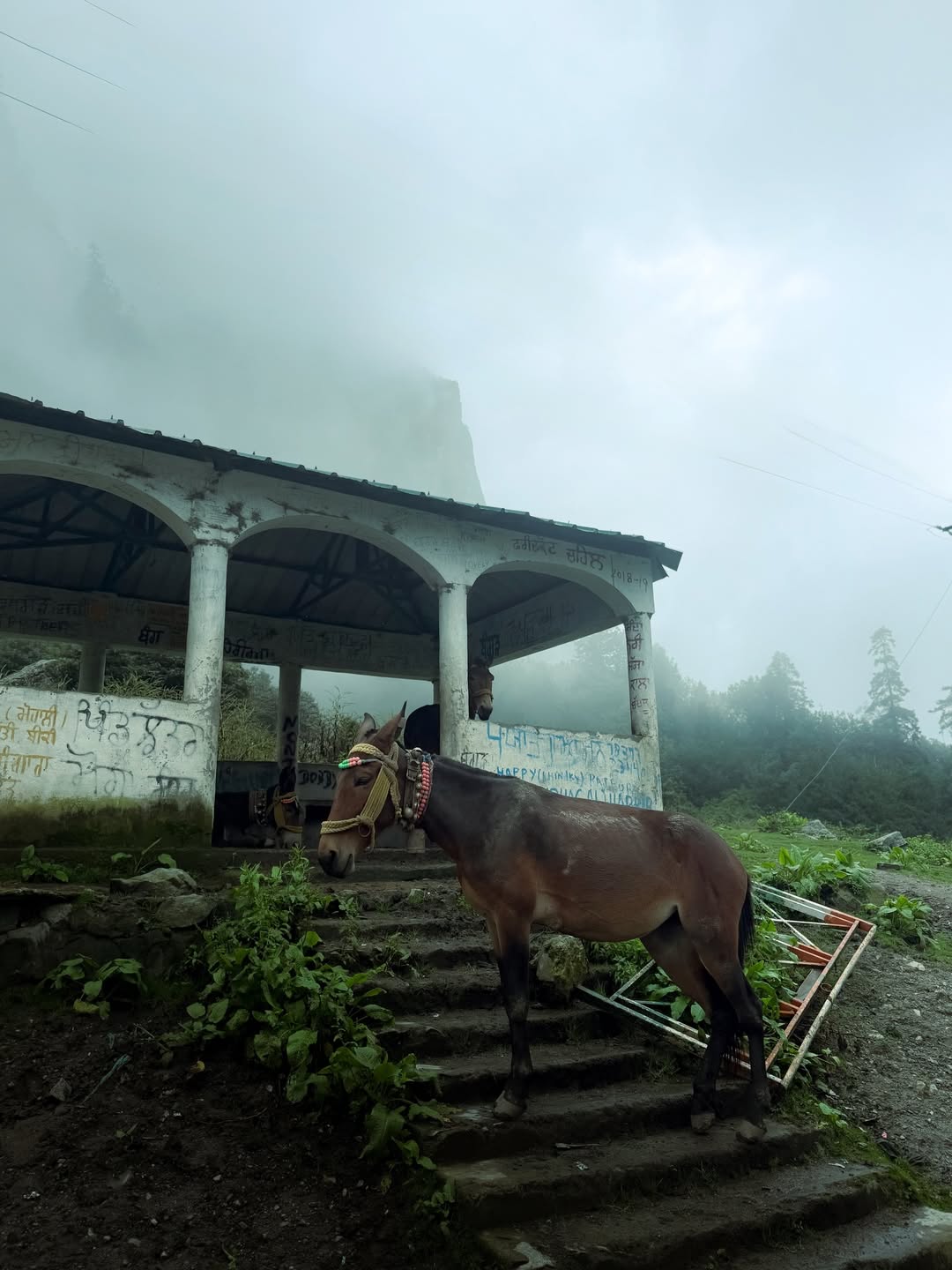 The Valley of Flowers is one of the most beautiful and memorable treks Ive done so far😻The we